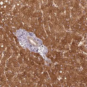 Merck Anti-MTHFD1 antibody produced in rabbit