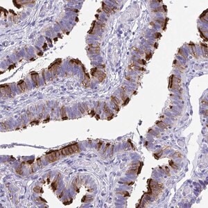 Merck Anti-TTC30A antibody produced in rabbit