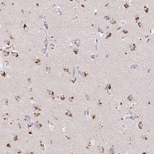 Merck Anti-MAP1LC3A antibody produced in rabbit