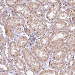 Merck Anti-FAM153A antibody produced in rabbit