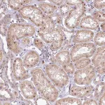 Merck Anti-FAM153A antibody produced in rabbit