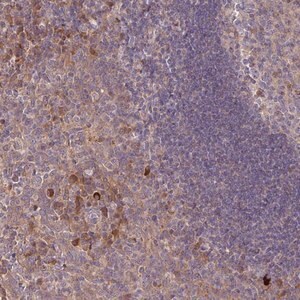 Merck Anti-TNFSF12 antibody produced in rabbit