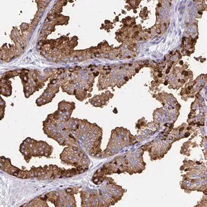 Merck Anti-TEKT4 antibody produced in rabbit
