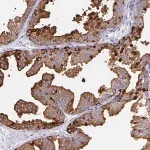 Merck Anti-TEKT4 antibody produced in rabbit