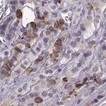 Merck Anti-ZBTB8B antibody produced in rabbit