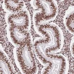 Merck Anti-SRSF10 antibody produced in rabbit