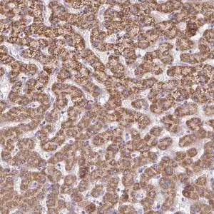 Merck Anti-ACSM2A antibody produced in rabbit