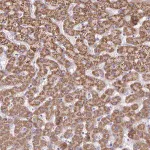Merck Anti-ACSM2A antibody produced in rabbit