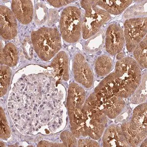 Merck Anti-PPIA antibody produced in rabbit