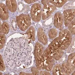 Merck Anti-PPIA antibody produced in rabbit