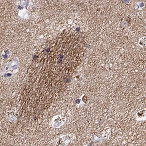 Merck Anti-GNG7 antibody produced in rabbit