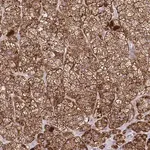 Merck Anti-LIMS1 antibody produced in rabbit
