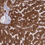 Merck Anti-CYP4F2 antibody produced in rabbit