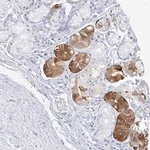 Merck Anti-PRR20A antibody produced in rabbit
