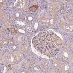 Merck Anti-APOC4 antibody produced in rabbit