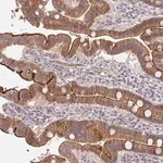 Merck Anti-CXorf40B antibody produced in rabbit