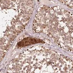 Merck Anti-PDHA1 antibody produced in rabbit