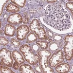Merck Anti-ZNF605 antibody produced in rabbit