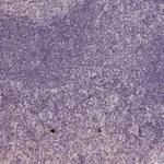 Merck Anti-KLRC3 antibody produced in rabbit