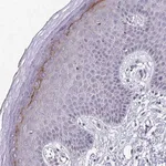 Merck Anti-BPIFC antibody produced in rabbit