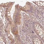 Merck Anti-RALA antibody produced in rabbit