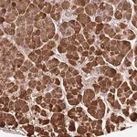 Merck Anti-PRSS1 antibody produced in rabbit