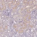 Merck Anti-WFIKKN1 antibody produced in rabbit