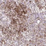 Merck Anti-SREBF1 antibody produced in rabbit