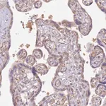 Merck Anti-DOCK9 antibody produced in rabbit