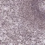 Merck Anti-SNRNP70 antibody produced in rabbit
