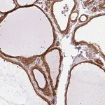 Merck Anti-COPB1 antibody produced in rabbit