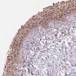 Merck Anti-IER3 antibody produced in rabbit