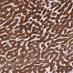 Merck Anti-PPM1H antibody produced in rabbit