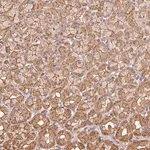 Merck Anti-ATG10 antibody produced in rabbit