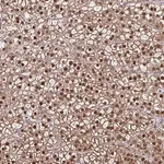 Merck Anti-DDB1 antibody produced in rabbit