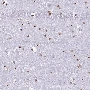 Merck Anti-RYK antibody produced in rabbit