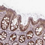Merck Anti-CASP9 antibody produced in rabbit