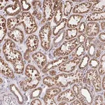Merck Anti-ELAVL1 antibody produced in rabbit