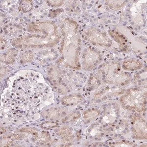 Merck Anti-ERG antibody produced in rabbit