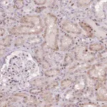 Merck Anti-ERG antibody produced in rabbit