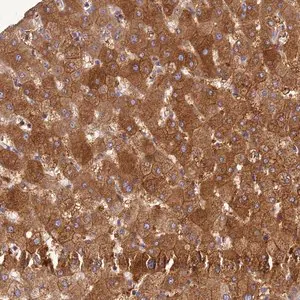 Merck Anti-ADAMTS7 antibody produced in rabbit