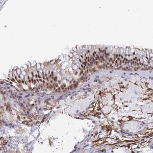 Merck Anti-PRRT4 antibody produced in rabbit