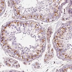 Merck Anti-PGAP1 antibody produced in rabbit