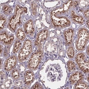 Merck Anti-SMIM1 antibody produced in rabbit