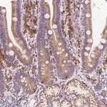 Merck Anti-DDOST antibody produced in rabbit
