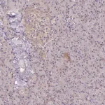 Merck Anti-PRKCB antibody produced in rabbit