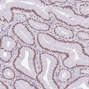 Merck Anti-RBM7 antibody produced in rabbit
