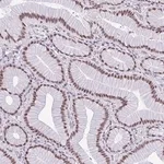 Merck Anti-RBM7 antibody produced in rabbit