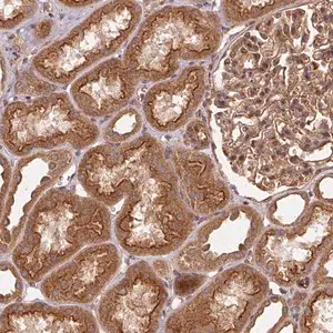 Merck Anti-USE1 antibody produced in rabbit