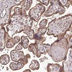 Merck Anti-EDEM2 antibody produced in rabbit